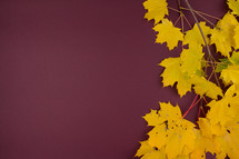 yellow fall leaves on a maroon background 