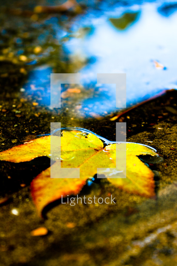 floating leaf in a puddle 