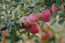  Amazing green apple trees garden. Ripe red fruits, organic food, agricultural concept. High quality photo