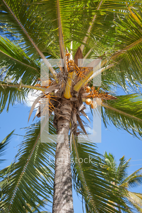 coconuts at the top of a palm tree