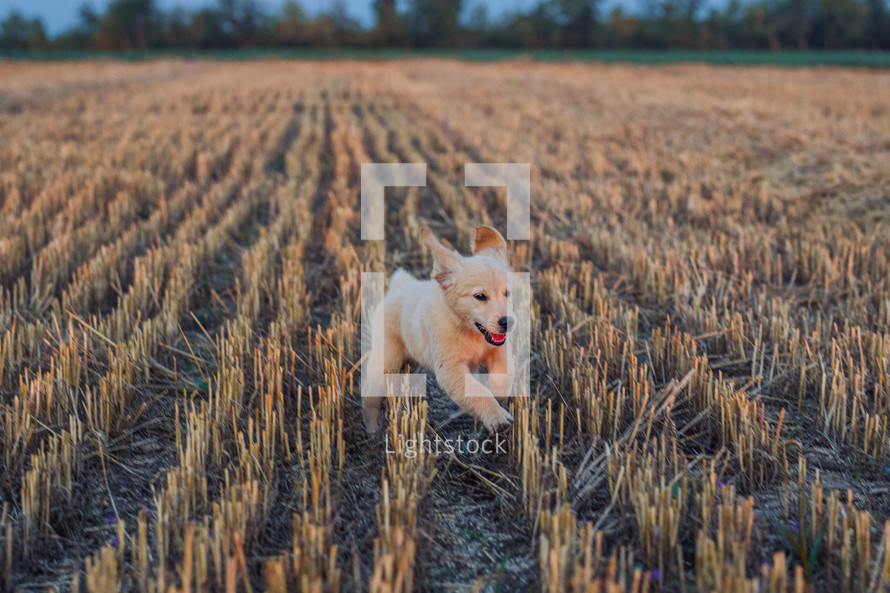 Energetic Golden Retriever Puppy Runs to camera at summer on open area field outdoors. Hunting breed dog, Adventure.