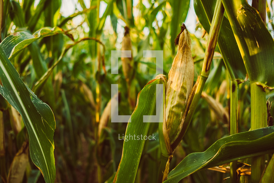 corn crops 