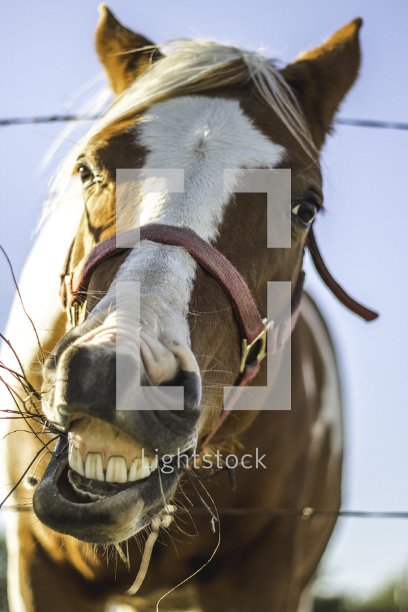 horse showing its teeth 