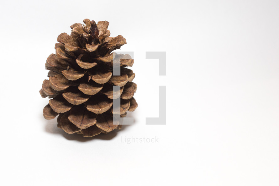 pine cone on white 