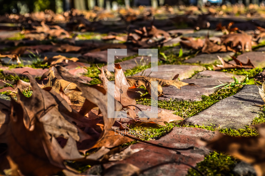 autumn leaves on bricks