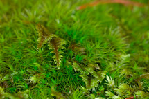 Closeup/macro of moss. Green Texture.
