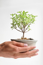 Bonsai tree growing in cupped hands