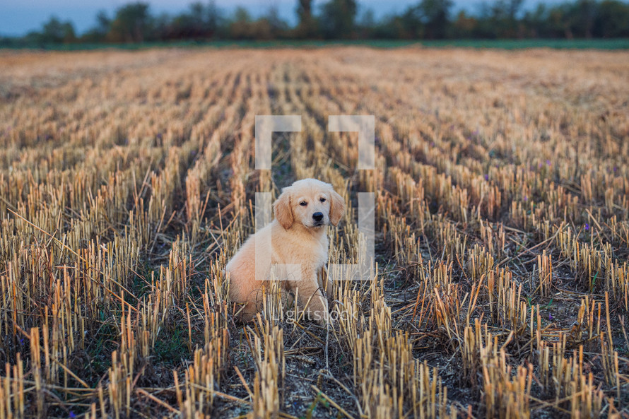 Authentic Portrait Tiny Pedigreed Golden Retriever Puppy Running in Sunset Light