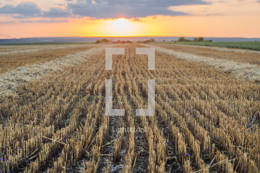 Empty wheat field after harvesting grain ears.Hay at sunset. Open area, nobody, nature. High quality photo