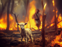 Jesus runs to a lamb in the fire