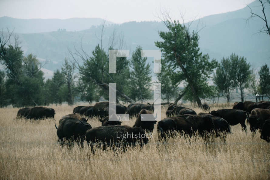herd of buffalo 