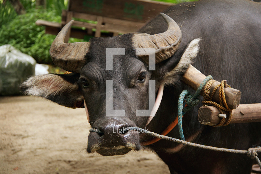 Hard working Philippine Carabao (a.k.a. Philippine Water Buffalo) at a farm with a heavy, wooden yoke placed on it.