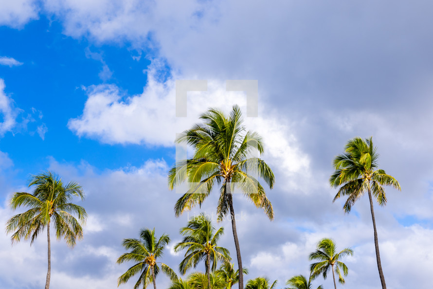 A group of palm trees and clouds