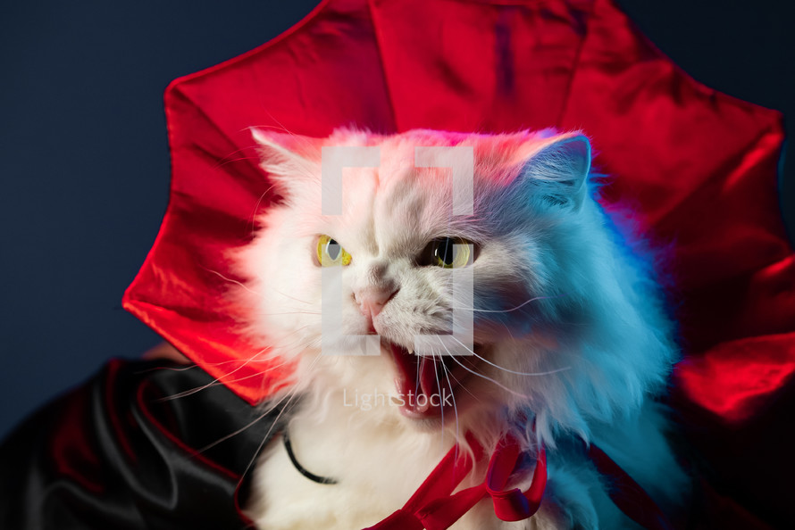 Dangerous white cat hisses. Kitty in Dracula vampire costume, halloween party. High quality