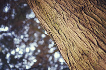bark on a tree trunk 