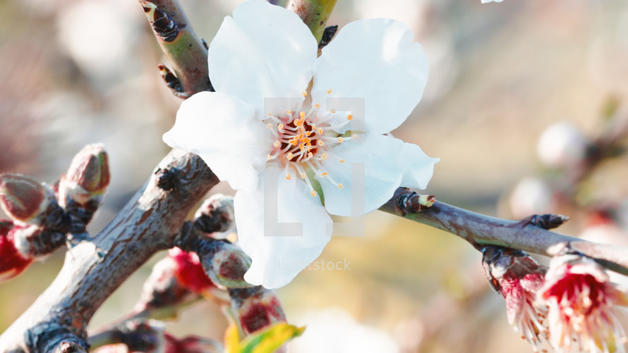 Beautiful almond pink tree flower in Spring March season