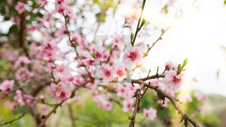 Pink Peach tree flower blossom in the countryside during Spring season