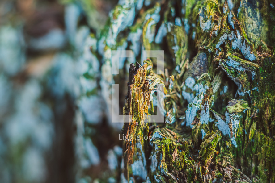 icy green moss 