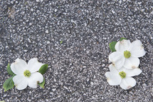 dogwood flowers on asphalt