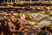 autumn leaves on bricks