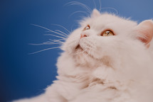 Adorable cute domestic pet. Fluffy white cat isolated on blue background in studio. Animals, nature, kitten concept. High quality photo