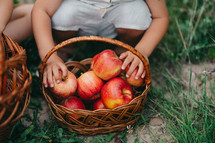Hands of toddler boy picking up ripe red apples in basket. Kids in garden explores plants, nature in autumn. Amazing scene. Twins, family, love, harvest, childhood concept. High quality photo
