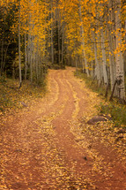 fall leaves on a dirt road 