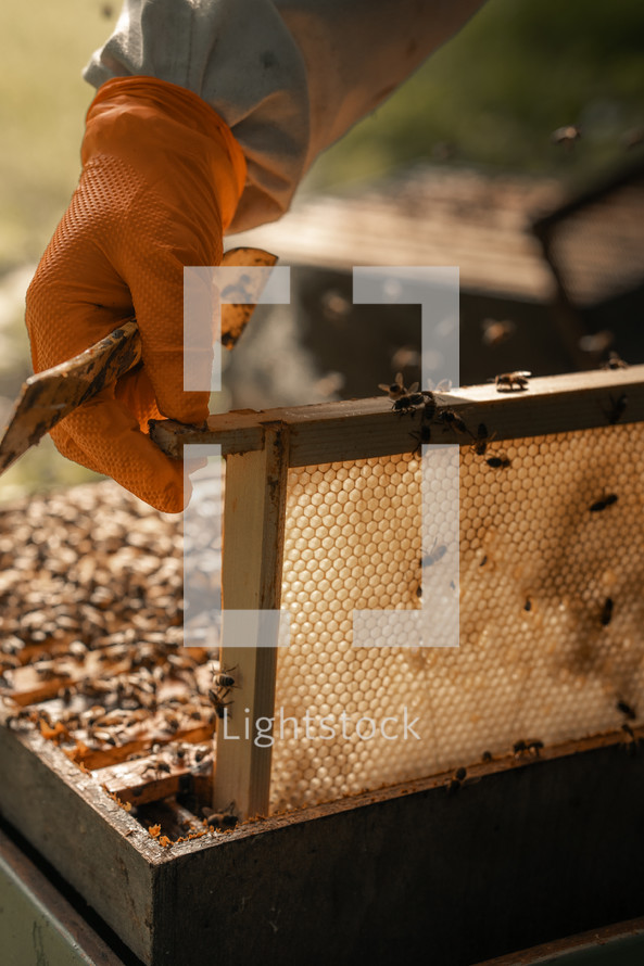 Honey bee hive frame being handled by a beekeeper