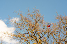 kite in a tree 