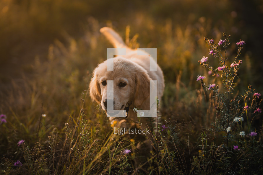 Amazing Portrait Of Adorable Golden Retriever Puppy On Summer Golden Hour Nature. Tiny dog, cute lovely pet, new member of family