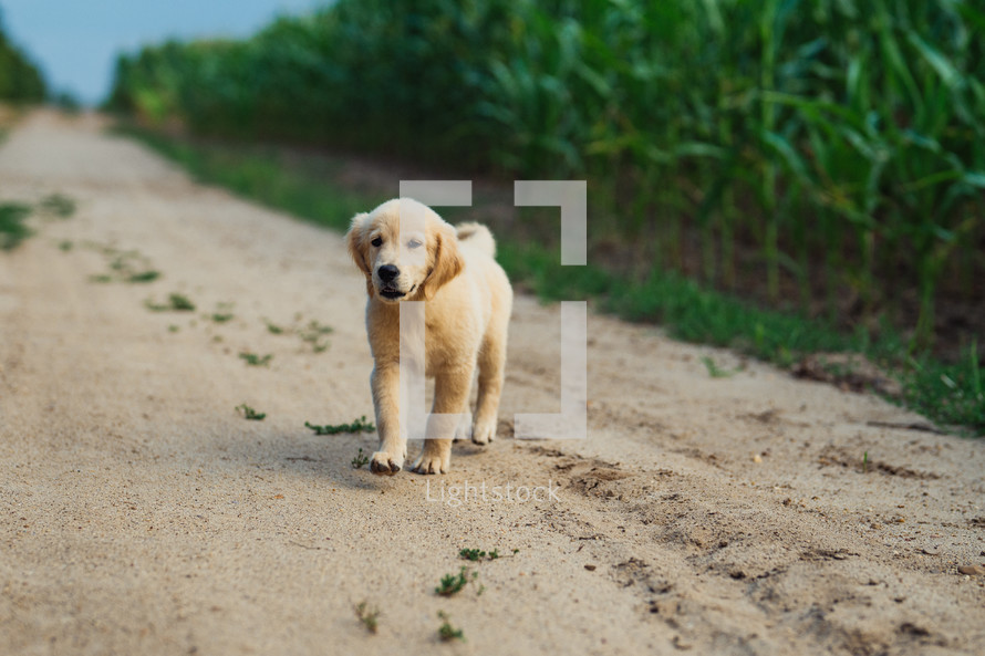 Active Funny Golden Retriever Pup Runs in slow motion outdoors on sandy road. Hunting breed dog, Summer Adventure.