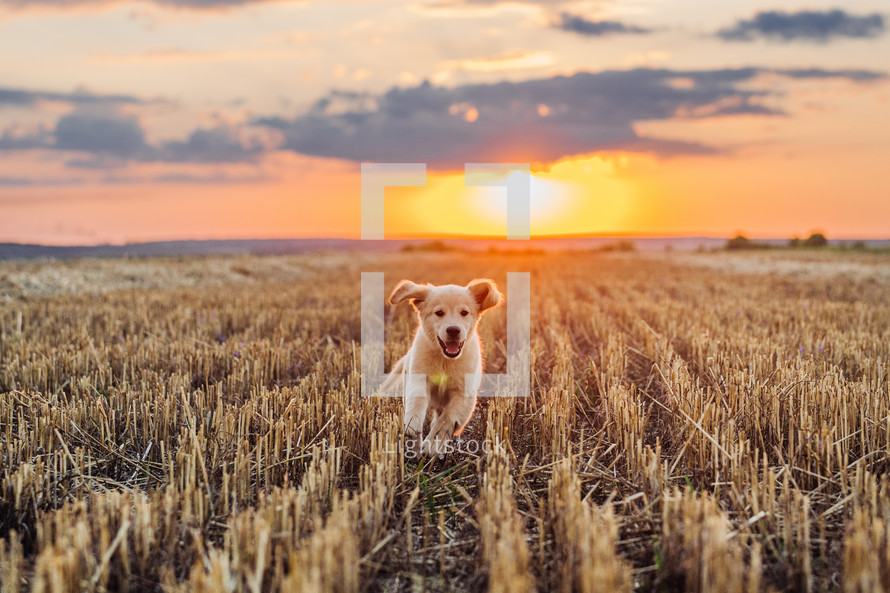 Authentic Portrait Tiny Pedigreed Golden Retriever Puppy Running in Sunset Light