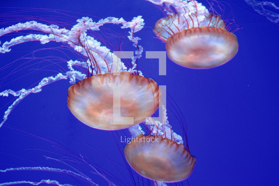 jellyfish in the ocean 