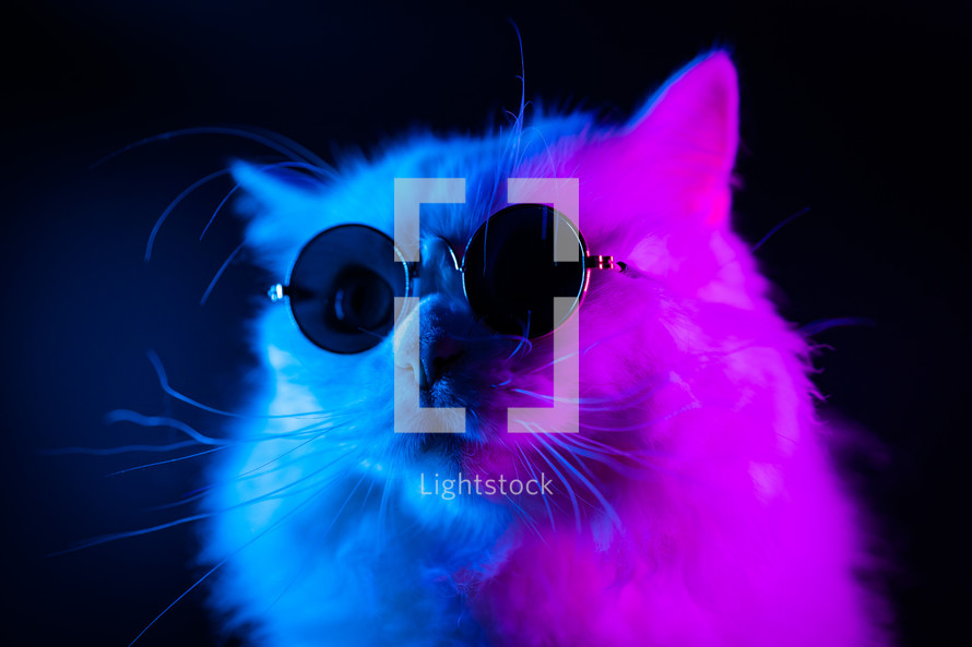 Luxurious kitty in glasses poses on black background.Portrait of white furry cat