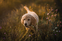 Amazing Portrait Of Adorable Golden Retriever Puppy On Summer Golden Hour Nature. Tiny dog, cute lovely pet, new member of family