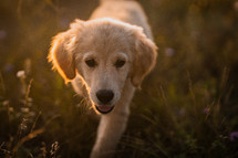 Amazing Portrait Of Adorable Golden Retriever Puppy On Summer Golden Hour Nature. Tiny dog, cute lovely pet, new member of family