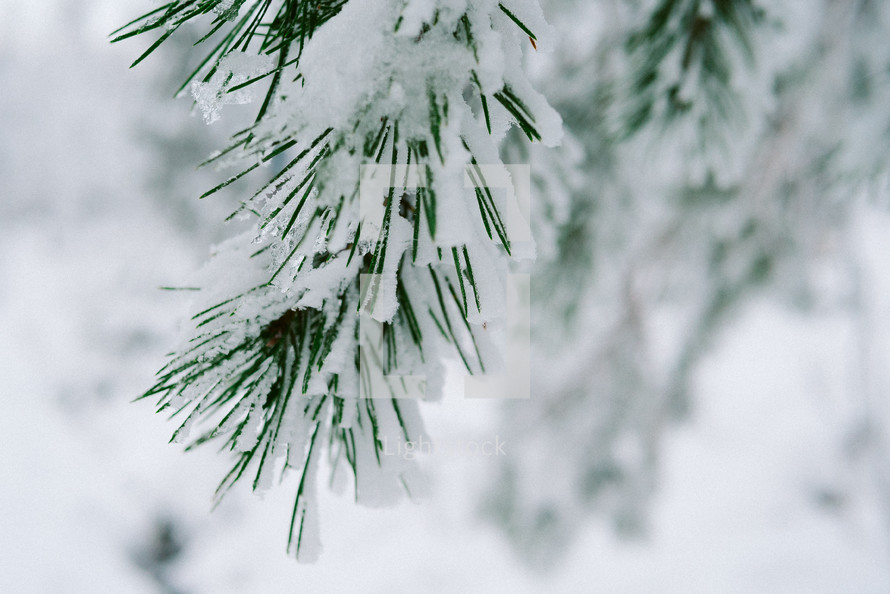 snow on pine needles 