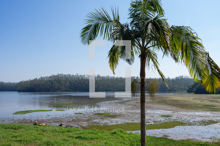 Palm trees at the Oriental Park at Ribeirao Pires, Brazil.