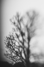 winter branches out of focus 
