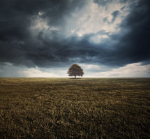 Lone tree in a field under a stormy sky