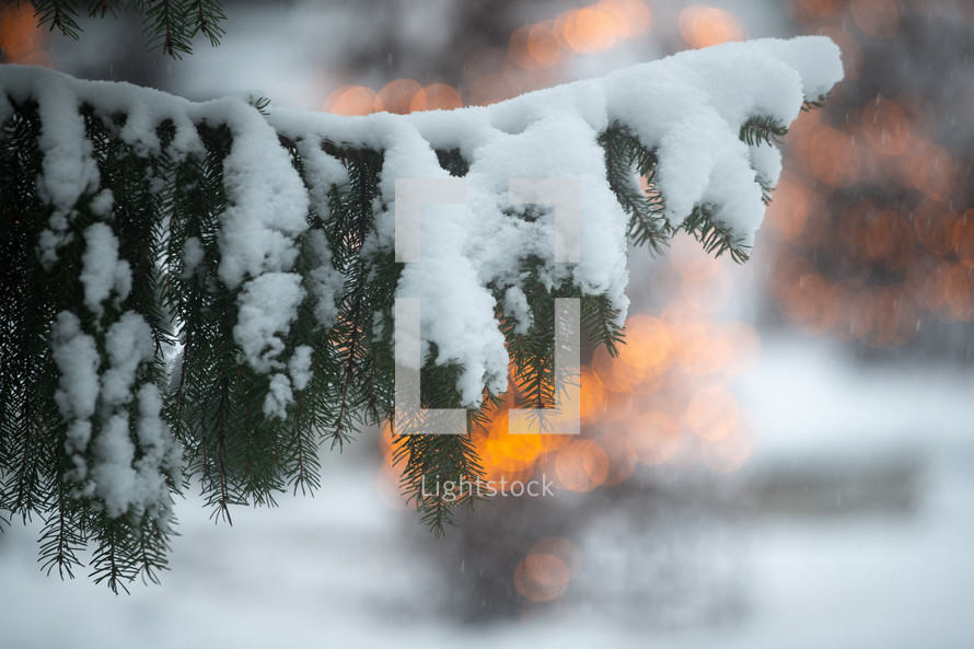 snow on a pine branch 