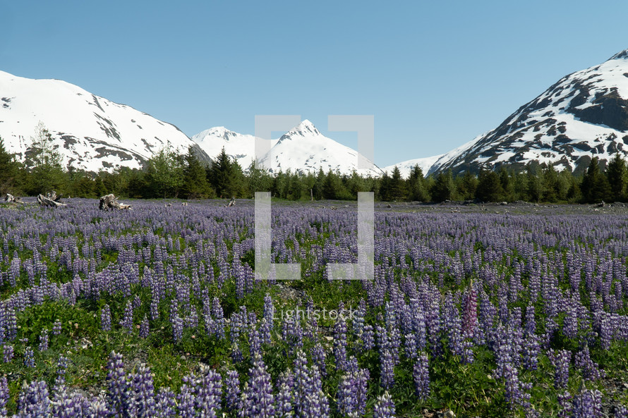 Field of Purple Wildflowers  and Snowy Mountains in Alaska 