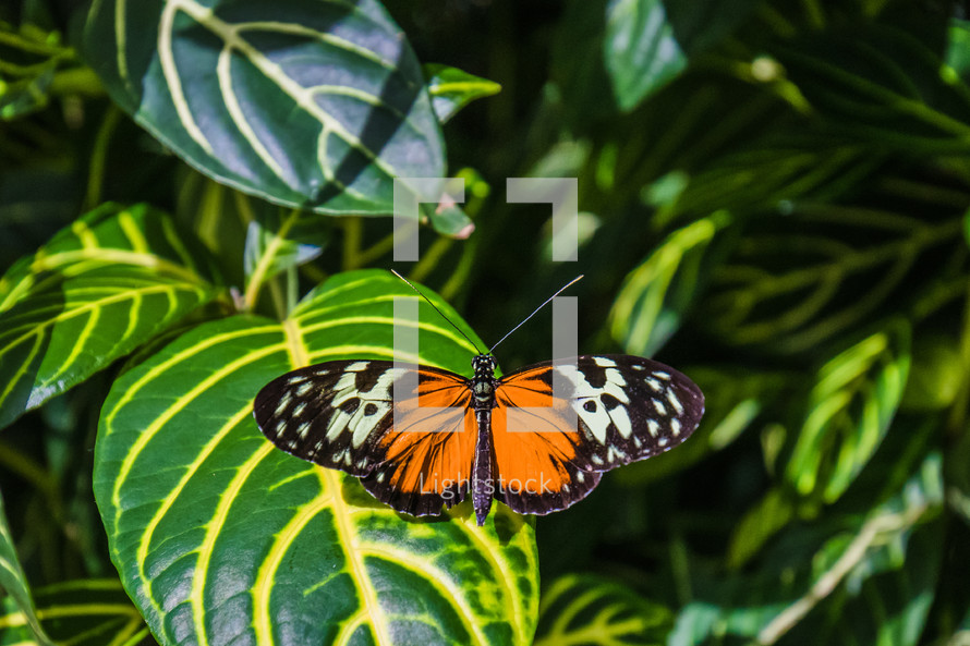 butterfly on green leaves 
