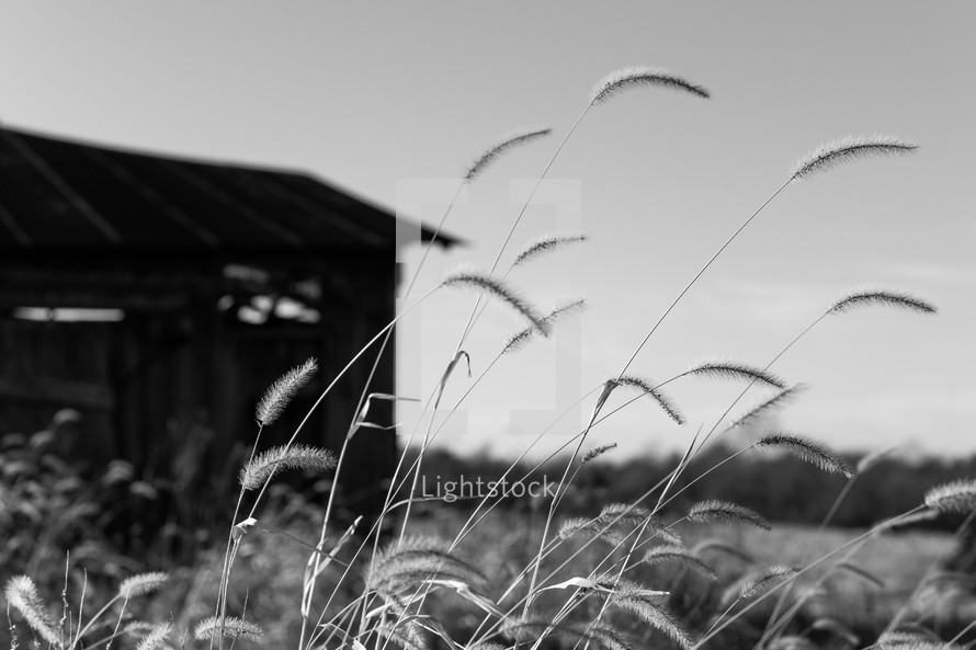 Wheat with blurry barn in background - black and white