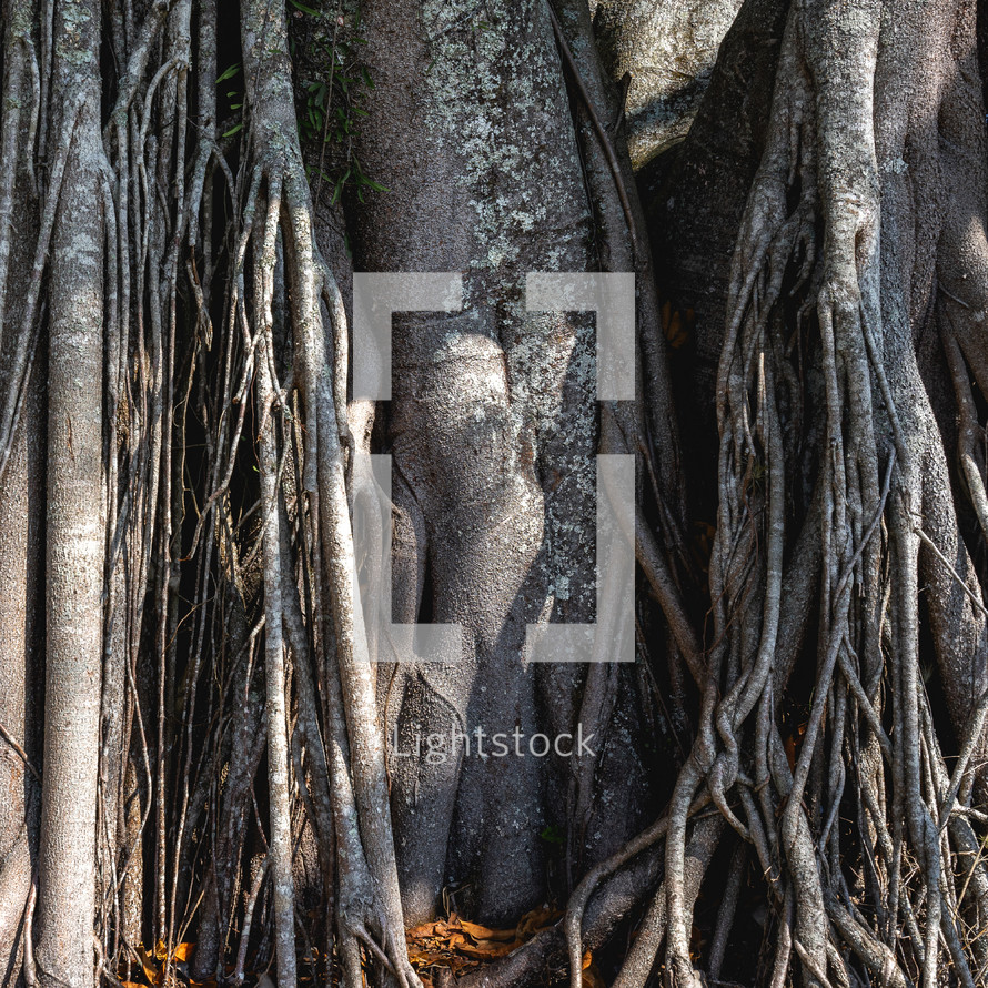 A big old tree with a lot of roots, in the Oriental Garden in Rebeirao Pires, Brazil.