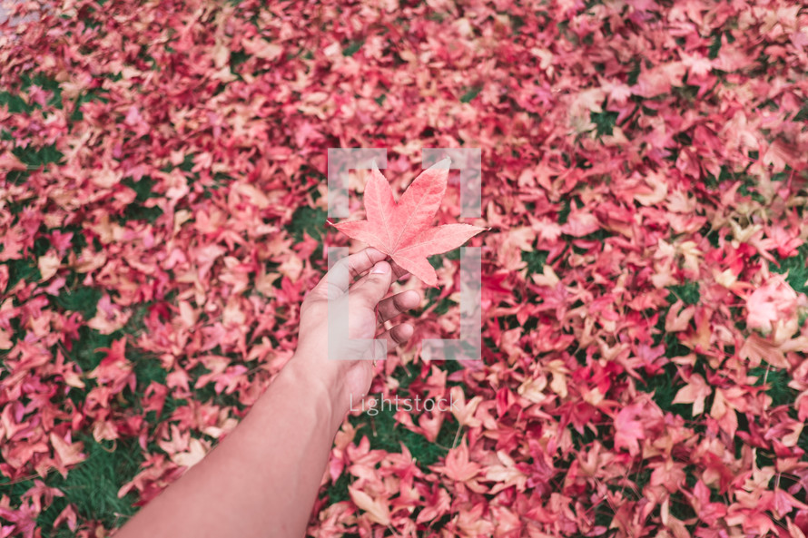 outstretched arm holding a red fall leaf 