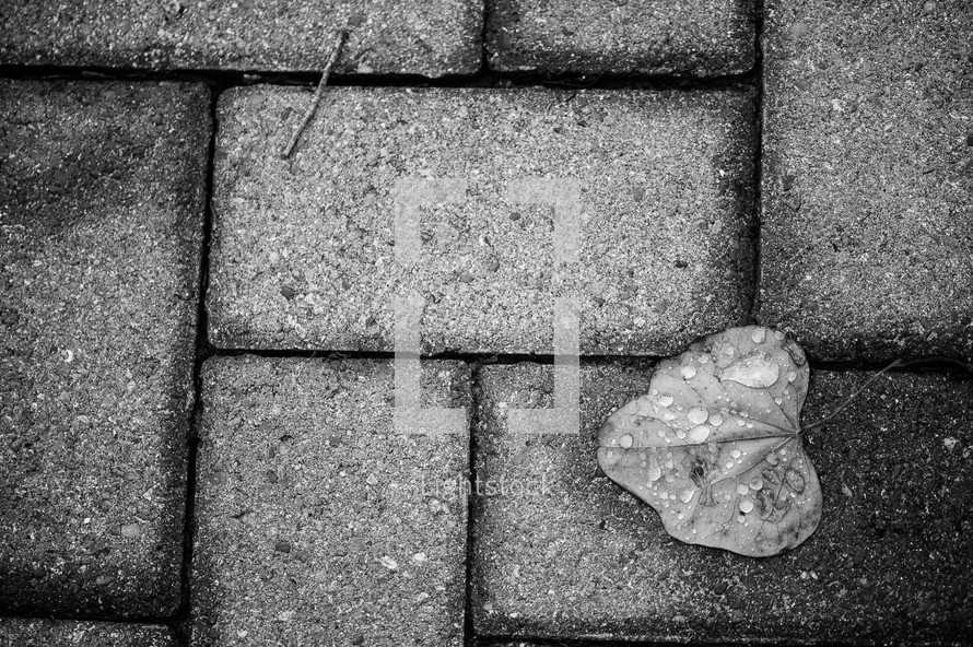 wet heart shape leaf on bricks
