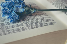 blue carnation on the pages of a Bible 
