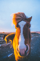 a horse looking at the camera 