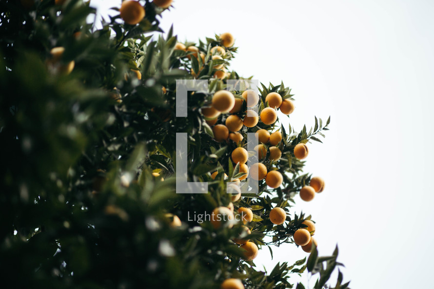 oranges growing on a tree 